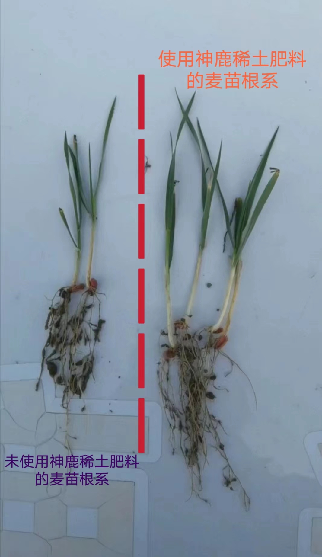 小麦神鹿稀土增产套餐效果