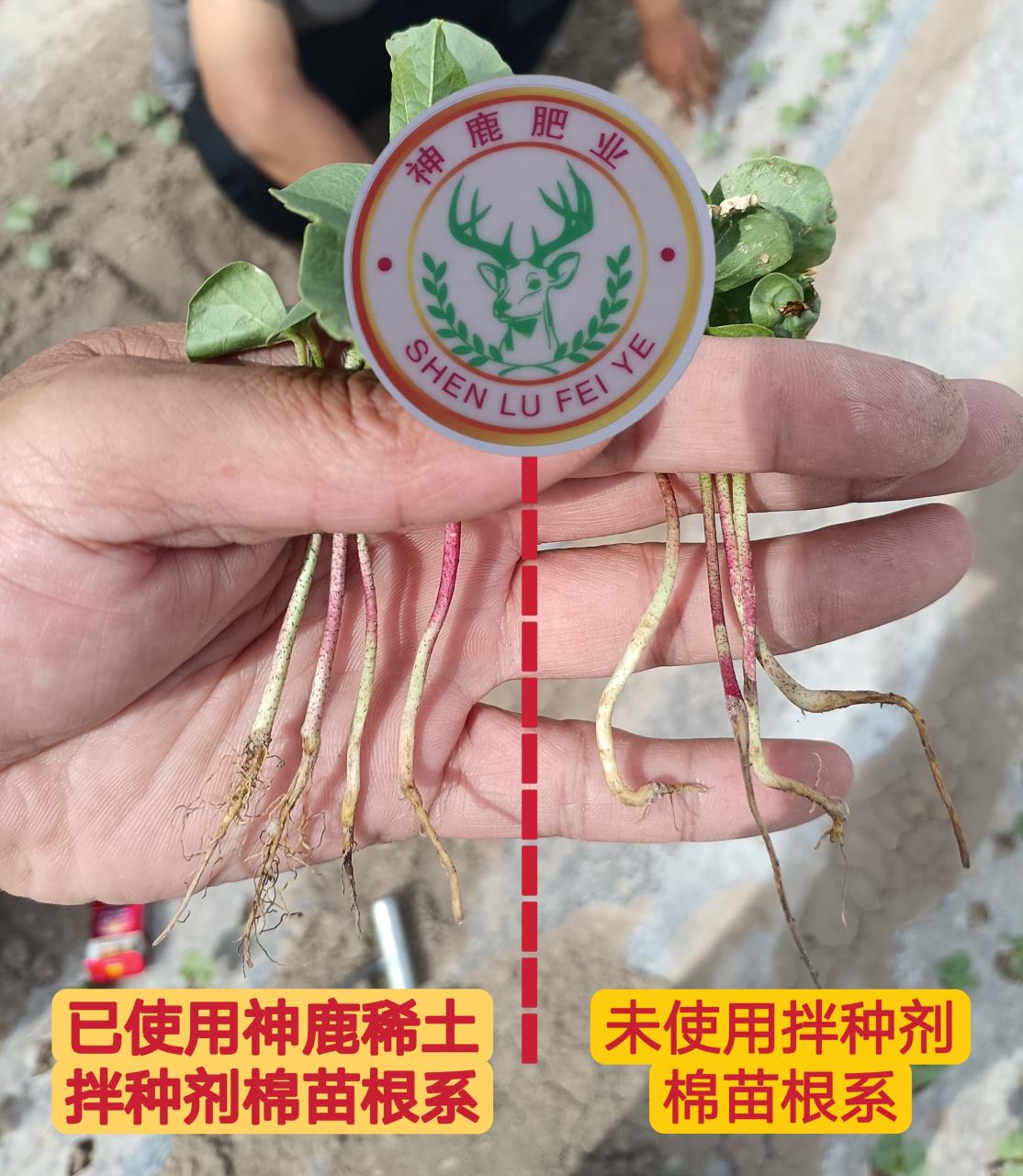 拌种剂棉花效果