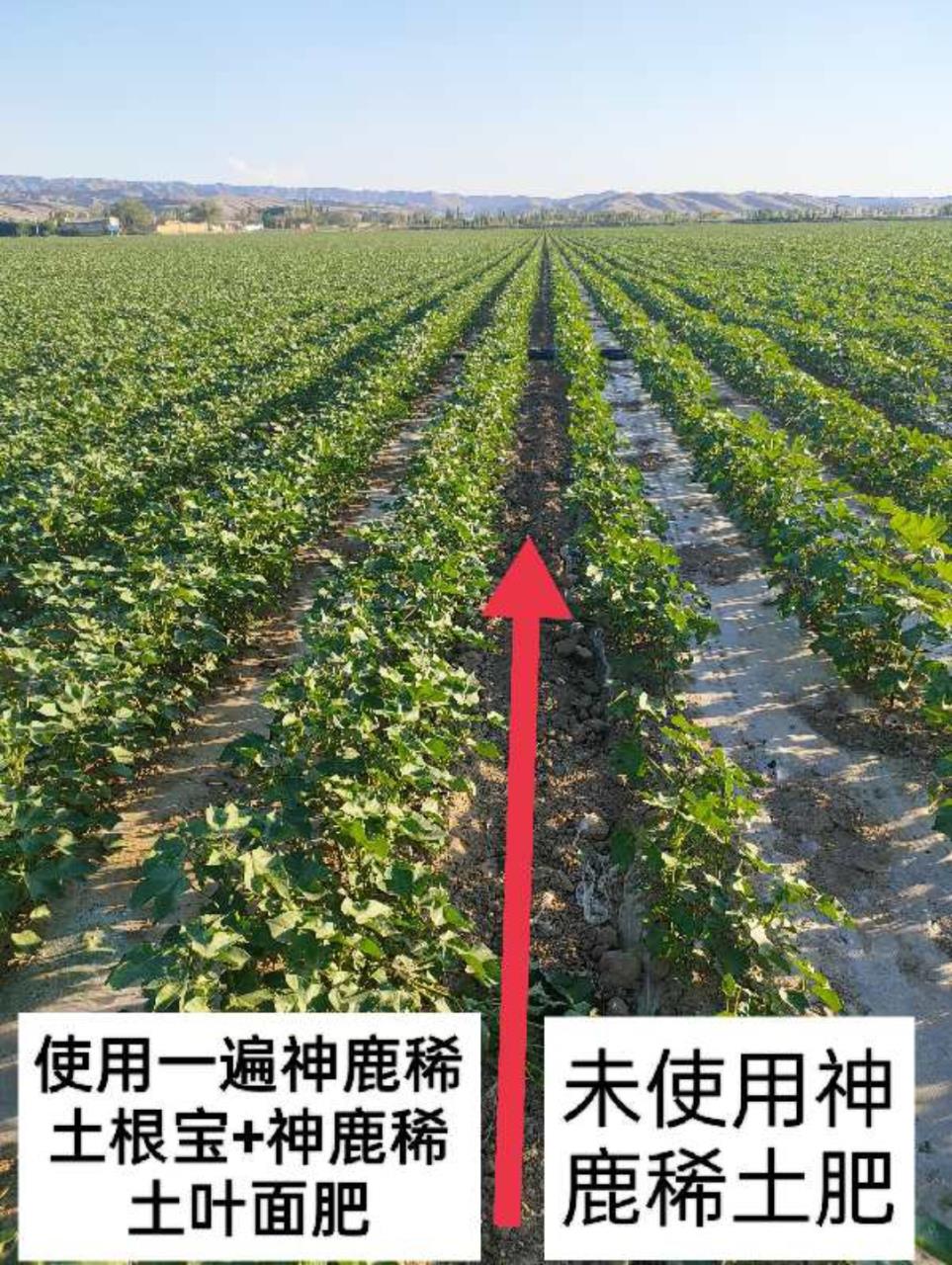 棉花增产套餐肥料效果