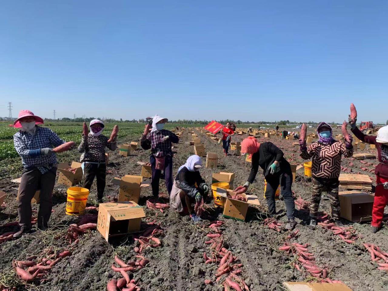 红薯，稀土复合微生物肥料效果