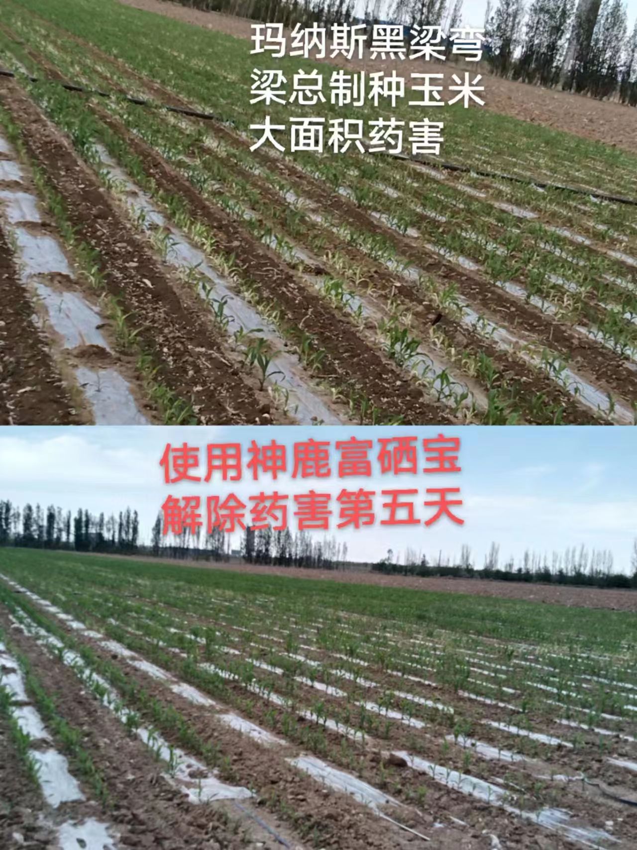 神鹿稀土富硒宝效果